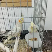 عروس هلندی لوتینو