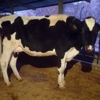 گاو و گوساله