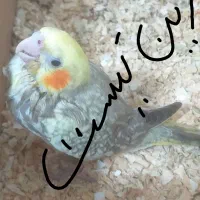 یک عدد عروس هلندی زرد معاوضه با یه نرماده برزیلی