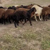 بره نر پای پروار