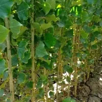 رشد مطمئن با نـهـال اصــلاح شـده پـیـونـدی|خدمات باغبانی و درختکاری|ایوان, |دیوار