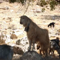 کهره نر بذری