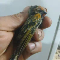 جوجه سهره نره قفسی و جوجه سهره گلبسر نر|پرنده|قزوین, |دیوار