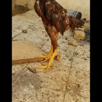 ۵ تا جوجه خروس لاری|حیوانات مزرعه|تربت جام, شاهد|دیوار