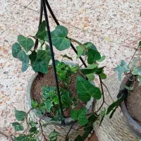 گل‌های آپارتمانی|گل و گیاه طبیعی|شوشتر, |دیوار