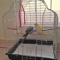 پرنده عروس هلندی