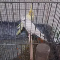 عروس هلندی مولد