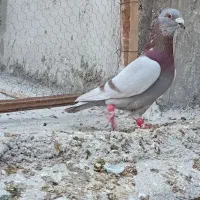 کبوتر رنگ روشن