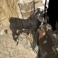 بز نر|حیوانات مزرعه|چابهار, |دیوار