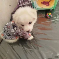 سگ خانگی|سگ|تاکستان, |دیوار