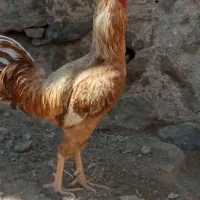خوروس