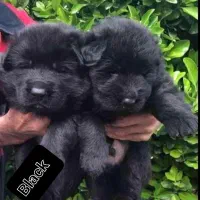 واگذاری ژرمن شولاین بلک (۶۰ روزه)