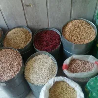 حبوبات درجه یک اقتصادی
