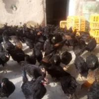 جوجه مرغ جهادی 83