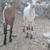 نر وماده صومال|حیوانات مزرعه|عسلویه, |دیوار