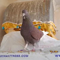 کبوتر نروماده|پرنده|ساوه, |دیوار