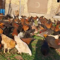 مرغ خروس|حیوانات مزرعه|بیلوار, |دیوار