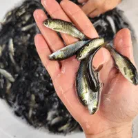 انواع بچه ماهی کپور آمور گرمابی|ماهی|تهران, ترمینال غرب|دیوار