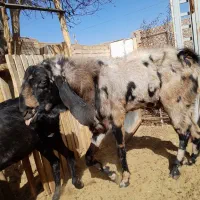 سلام دوعدد نری جوان وتیزران نژادسه قلو|حیوانات مزرعه|رفسنجان, |دیوار