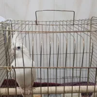 عروس هلندی جفت