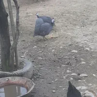 شاخدار یا روسی