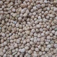 نخود دیم امسالی