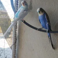 مرغ عشق و فنچ بالغ تخم جوجه ای