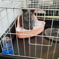 خرگوش لوپ انگلیسی|موش و خرگوش|تکاب, |دیوار