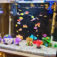آکواریوم شرکتی کارتونی همراه ماهی|ماهی|تبریز, |دیوار