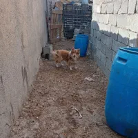 سگ پاکوتاه میکس نر|سگ|مشهد, حضرت حجت|دیوار
