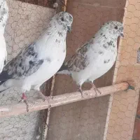 کبوتر نر کاشونی|پرنده|شاهین‌شهر, شهرک هشت بهشت|دیوار