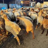 افشار کردستان مغان سنگسر (گوسفند زنده)|حیوانات مزرعه|تهران, تهرانپارس غربی|دیوار