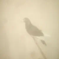 کبوتر میناسیاه|پرنده|هامون, |دیوار