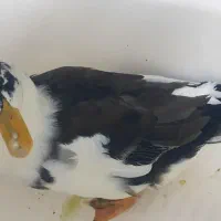 اردک ،  درشت ، حدودا ۶ ماهه