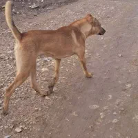 سگ سرابی