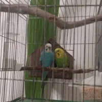 مرغ عشق مولد