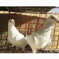 کبوتر پلاکی .المانی|پرنده|بوئین زهرا, |دیوار