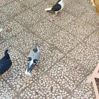 کبوتر دمگیر|پرنده|پیر بکران, |دیوار