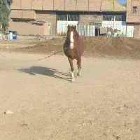 اسب فروشی|اسب و تجهیزات اسبسواری|قم, جمکران|دیوار