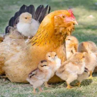 جوجه مرغ محلی ۱روزه