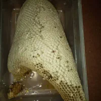 عسل وحشی|خوردنی و آشامیدنی|آبپخش, |دیوار