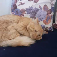 واگذاری ۲عدد گربه ملوس نروماده