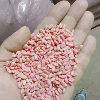 بذر گندم پیشگام پرورشی|خدمات باغبانی و درختکاری|شازند, |دیوار