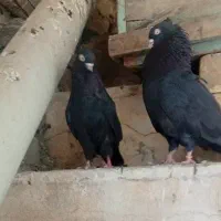 یه جفت کبوتر زاغ