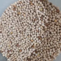 نخود بذر خوراکی