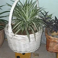 گلدان گندمی و الوورا