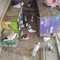 طوقی میزون مفت لنگ پولم|پرنده|رفسنجان, |دیوار