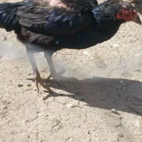 مرغ لاری|حیوانات مزرعه|نوشین شهر, |دیوار