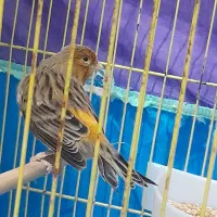 پرنده قناری آماده و بخوان|پرنده|رشت, حافظ آباد|دیوار