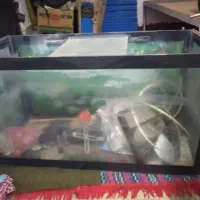 آکواریوم  سالم